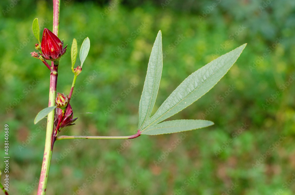 Roselle or Chukai is full of micronutrient Roselle or Chukai is full of micronutrient