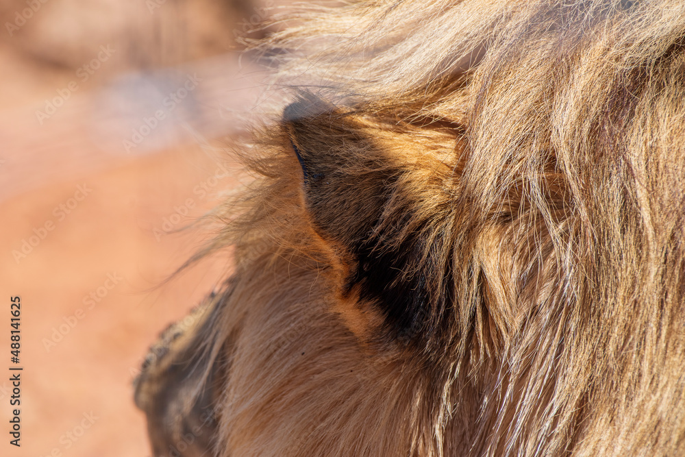 Fototapeta premium The Lion