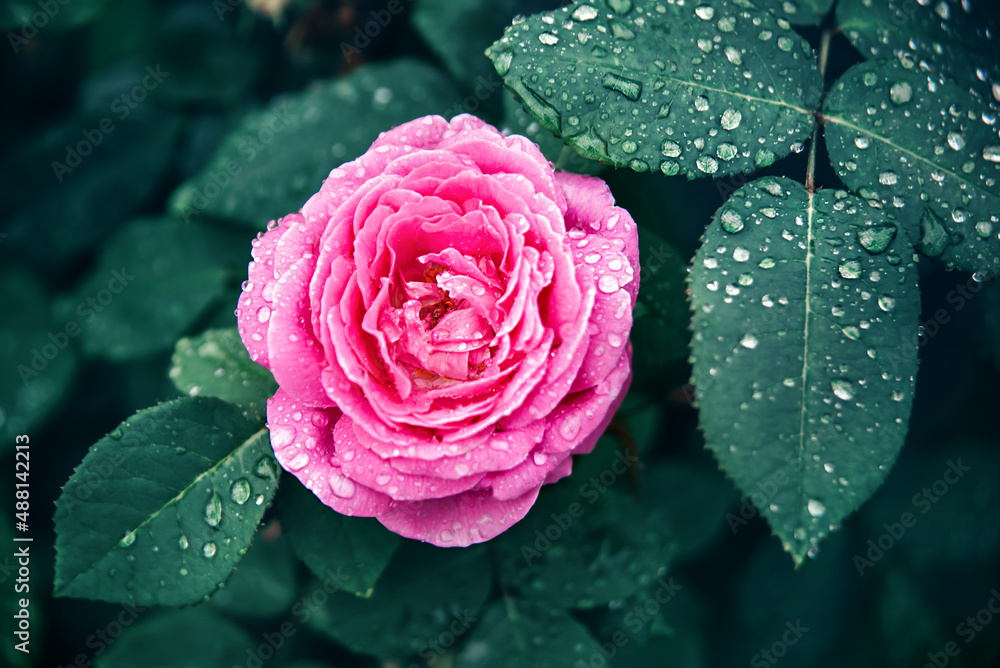 Pink Rose With Raindrops