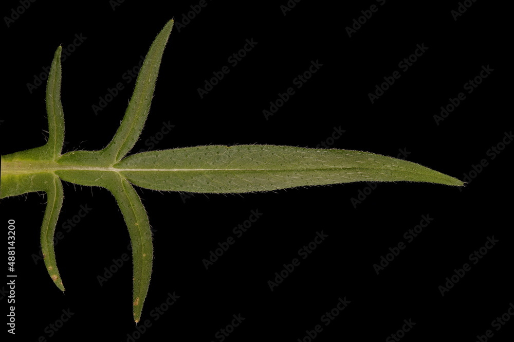 Obraz premium Field Scabious (Knautia arvensis). Upper Leaf Closeup