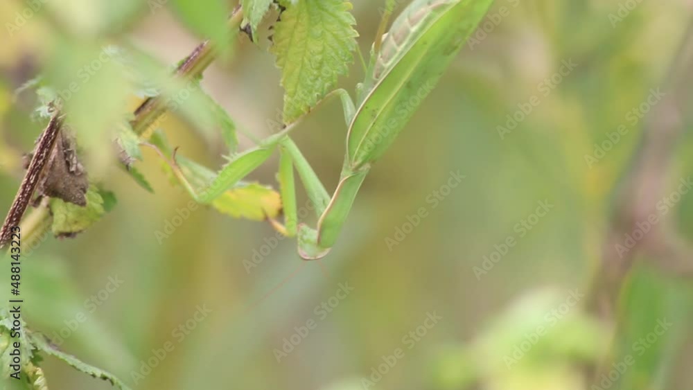 Close-up of a praying mantis on a green leaf. Media. Mantis with the Latin name Mantodea. Close-up of a praying mantis on a green leaf. Media. Mantis with the Latin name Mantodea.