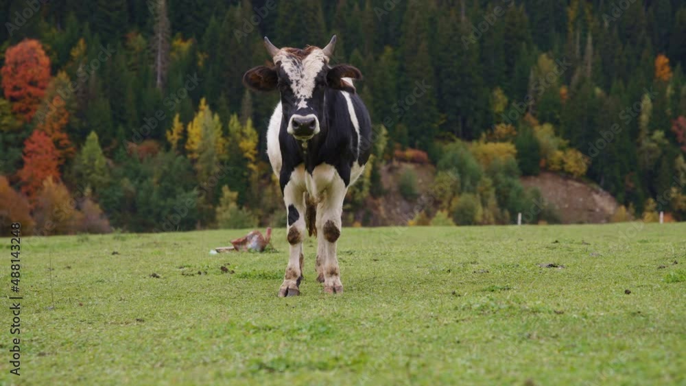 Black and white cow grazing on pasture and looking to the camera. Slow motion Black and white cow grazing on pasture and looking to the camera. Slow motion