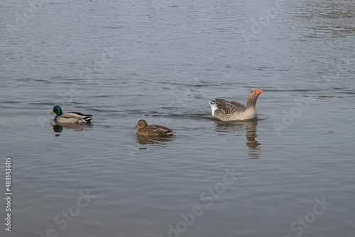 greylag goose and mallards in water