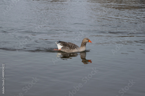 gray goose in water