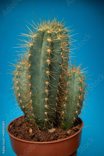 Close-up view of a cactus in the pot in front of blue background. Natural  cactus  houseplant