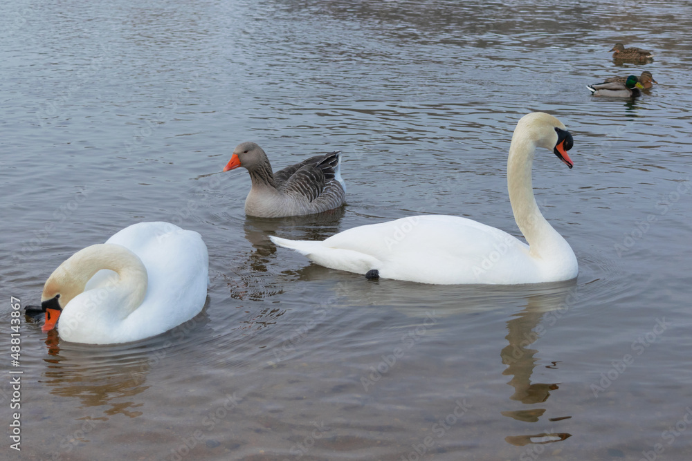 Obraz premium mute swan and gray goose