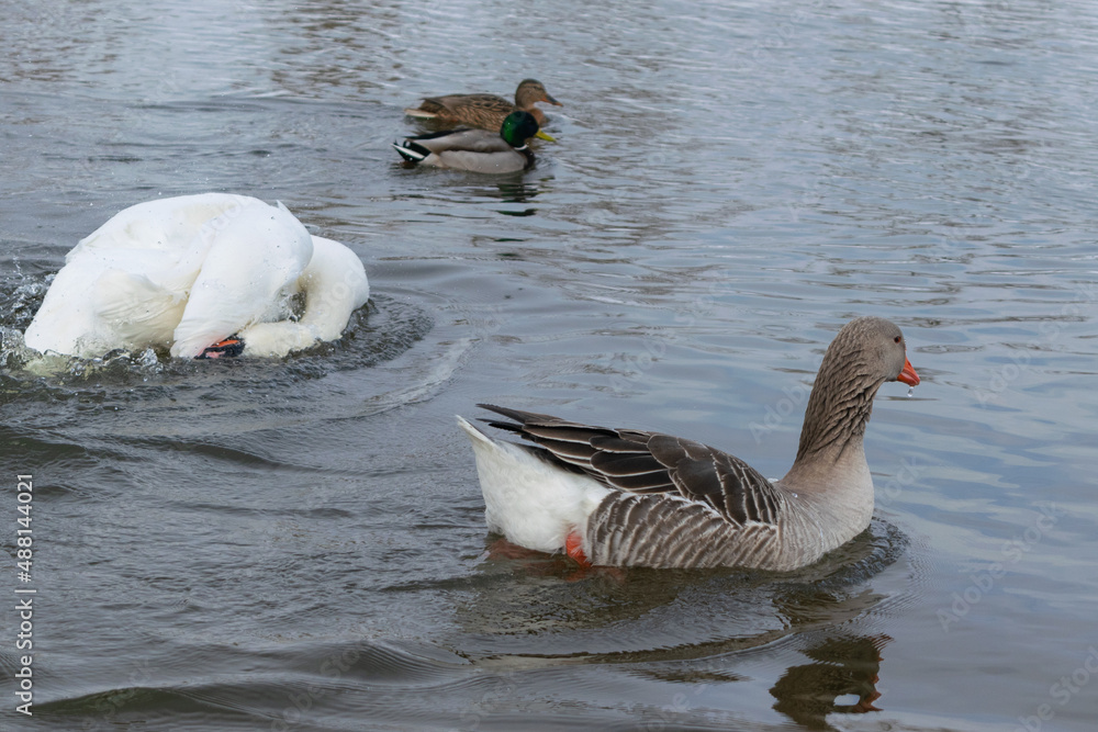 Fototapeta premium mute swan and gray goose
