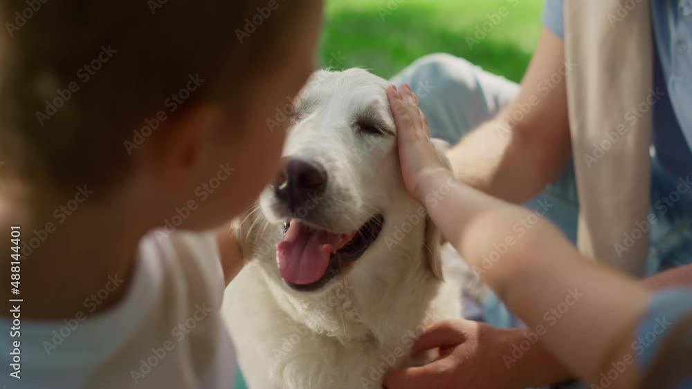 Unknown hands caress dog on picnic closeup. Happy labrador enjoy fondle in park. Unknown hands caress dog on picnic closeup. Happy labrador enjoy fondle in park.