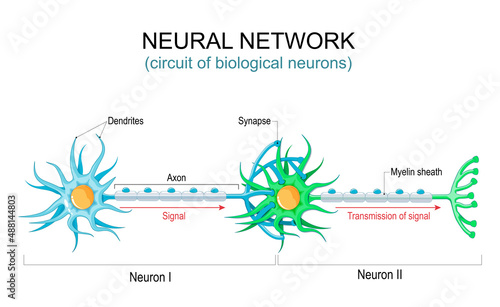 Neural network. circuit or connections of the biological neurons