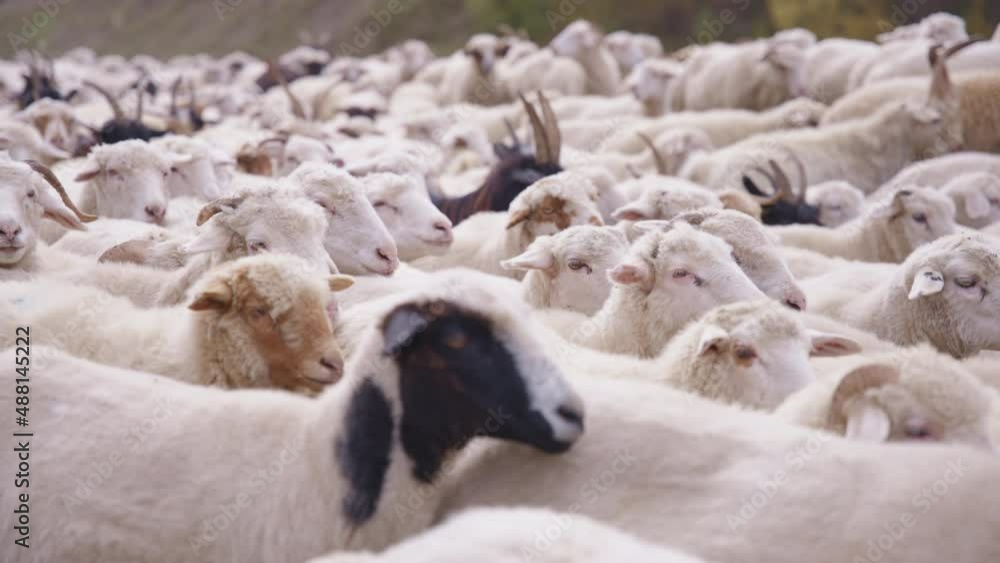 Sheep moving forward in herd in rural Georgia. Close up, slow motion. Sheep moving forward in herd in rural Georgia. Close up, slow motion.
