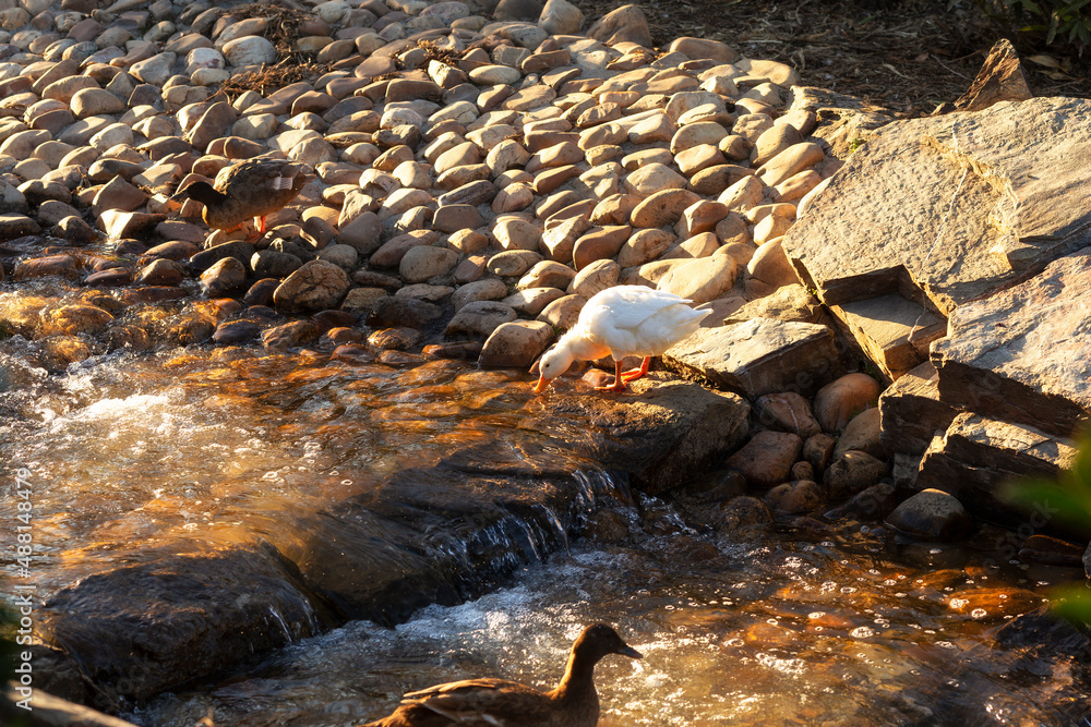 white duck drinking in the rocky river stream at sunset