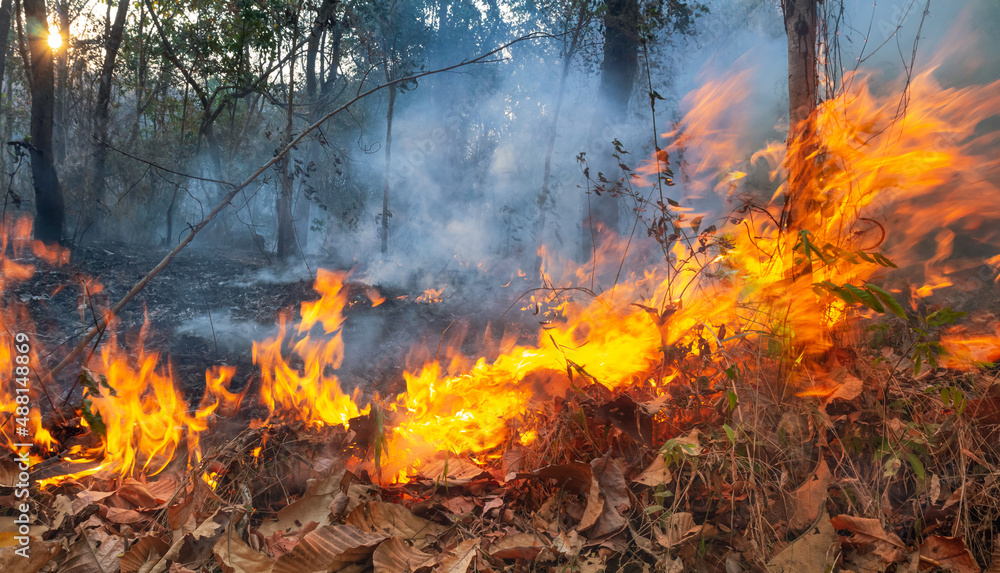 Wildfire disaster in tropical forest caused by human Wildfire disaster in tropical forest caused by human