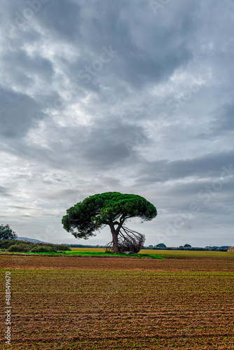 View of the cultivated Tuscan countryside in Castagneto Carducci Tuscany Italy