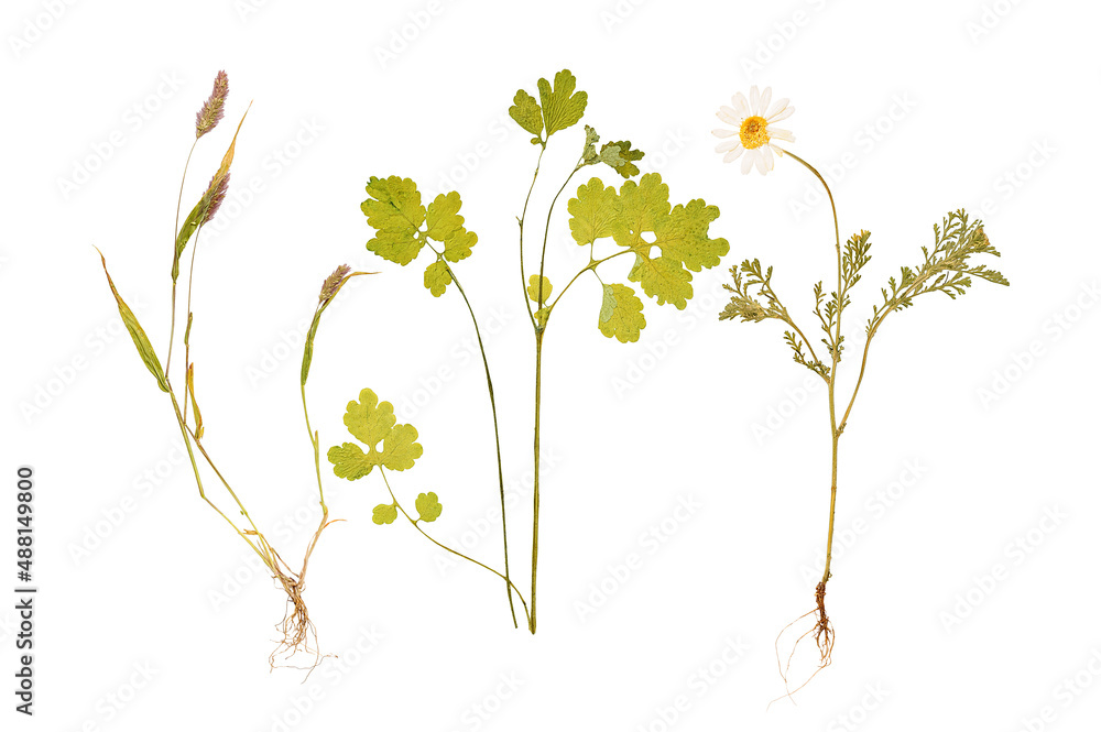 Obraz premium Set of wild dry pressed flowers and leaves, isolated