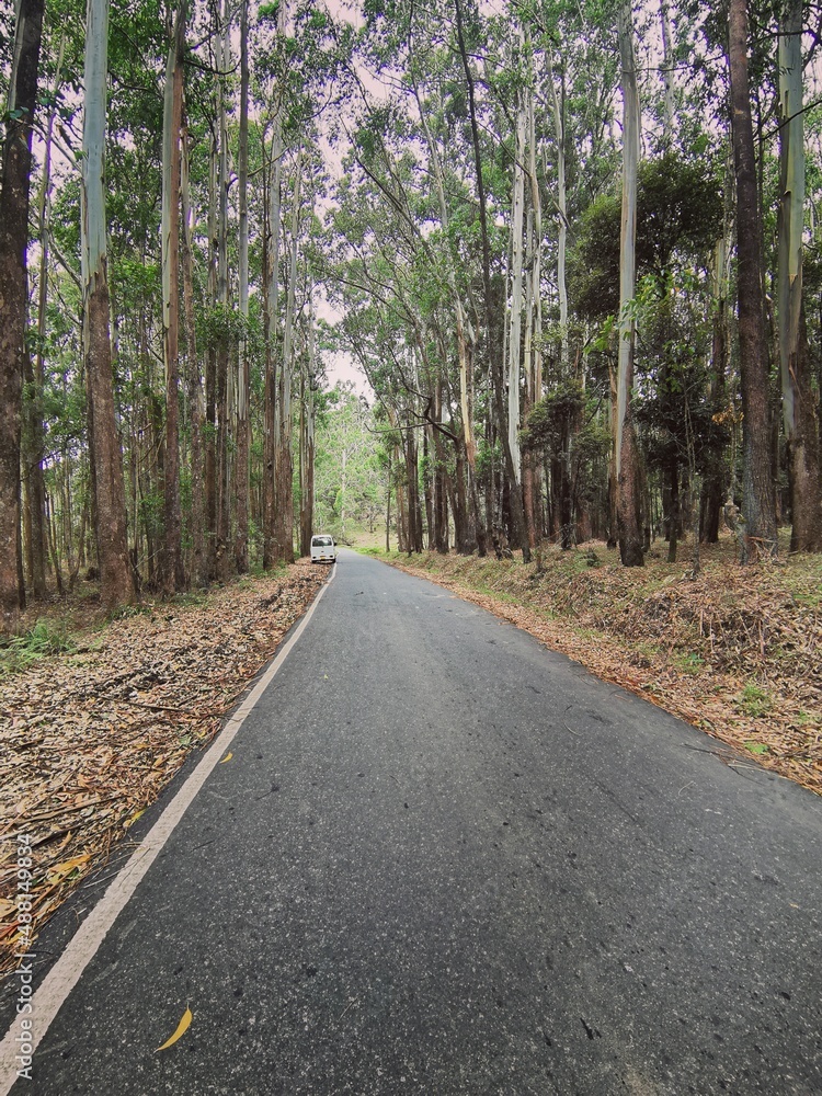 Obraz premium road in the forest