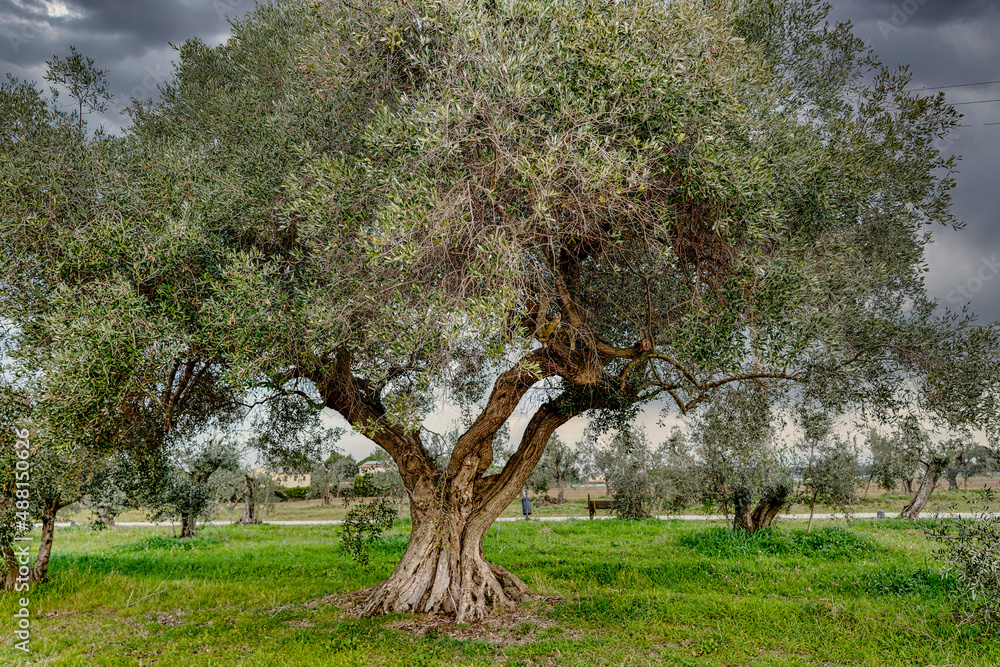 Secular olive tree of the Tuscan countryside in Castagneto Carducci Tuscany Italy Secular olive tree of the Tuscan countryside in Castagneto Carducci Tuscany Italy