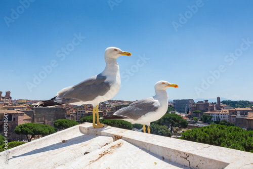Seagulls over a Roman cityscape during a summer day