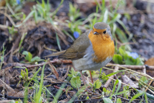 An adorable robin photographed in the wilderness.