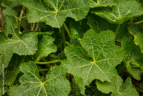 Young and green leaves of mallow. Close-up. Small depth of field (DOF) 