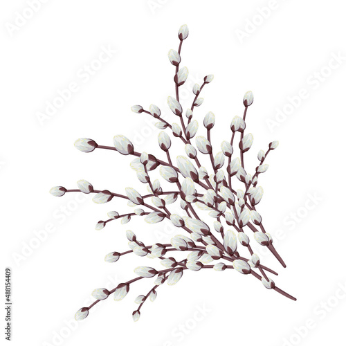 Easter pussy willows branches. Vector