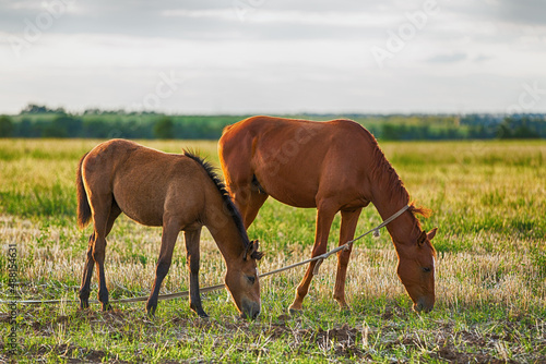 Horse and foal grazing in the field
