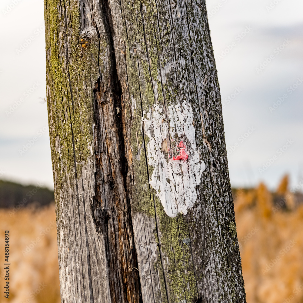 Fototapeta premium late autumn in the Russian village