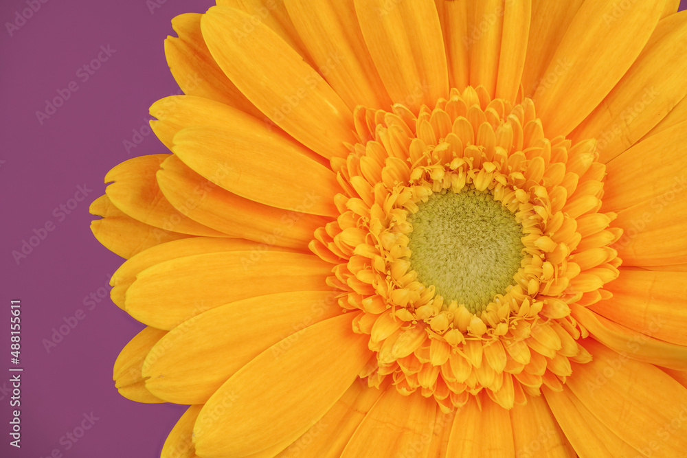 Detailed close up of a yellow orange gerbera, deep focused on reddish (cosmic color) background Detailed close up of a yellow orange gerbera, deep focused on reddish (cosmic color) background