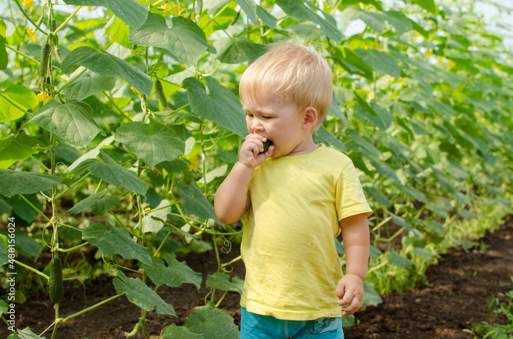 Cute toddler boy eating cucumber in a greenhouse. Cucumber bed on a background. Eco farming and healthy eating concept. Cute toddler boy eating cucumber in a greenhouse. Cucumber bed on a background. Eco farming and healthy eating concept.