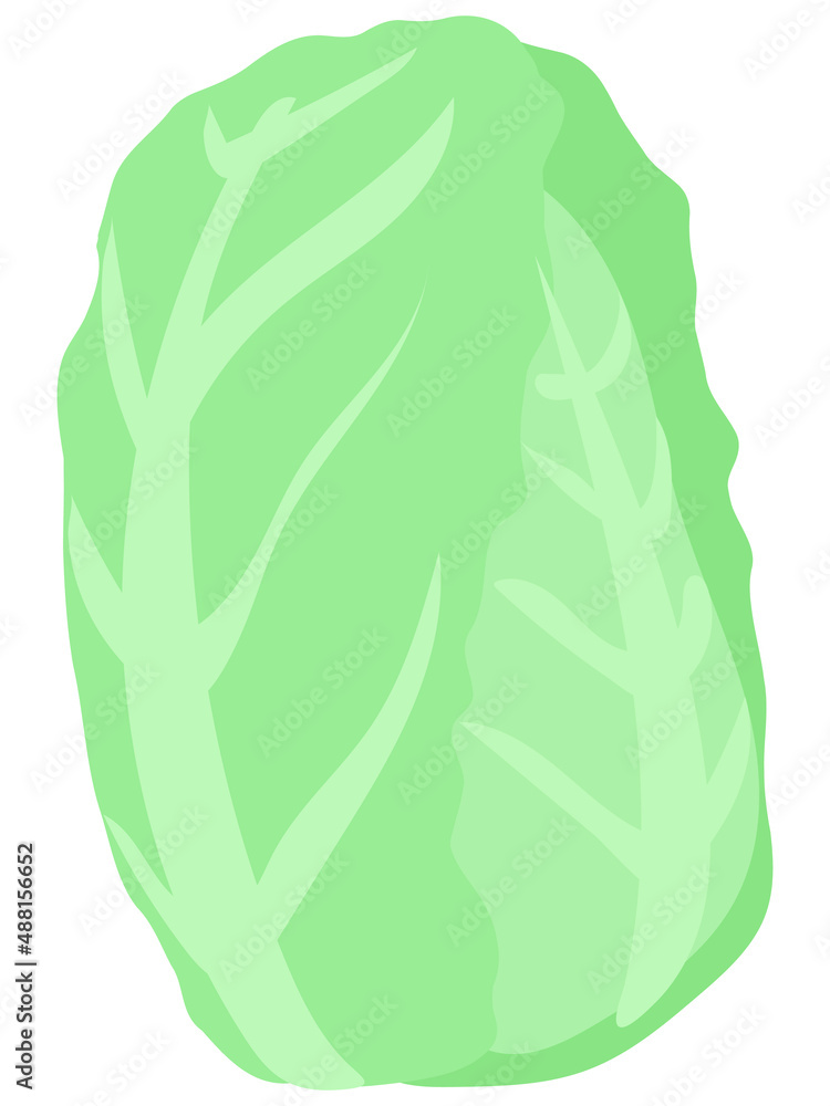 白菜 野菜 食べ物 イラスト 白菜 野菜 食べ物 イラスト