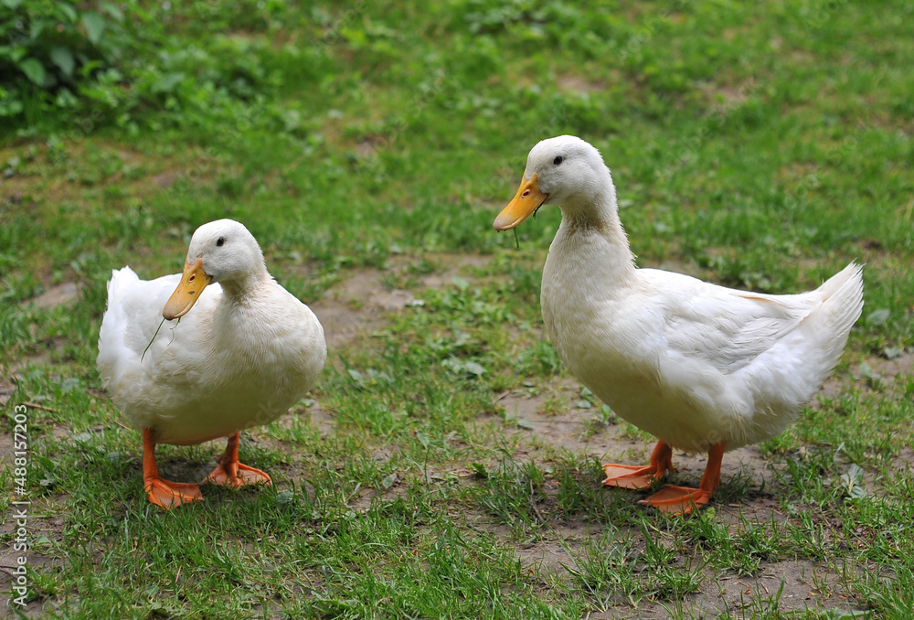 2 white ducks eat fresh spring grass in the yard. Animal's photo outdoors 2 white ducks eat fresh spring grass in the yard. Animal's photo outdoors