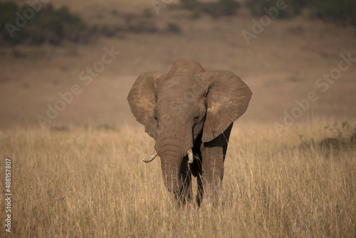 African wild life. © Godong Photo