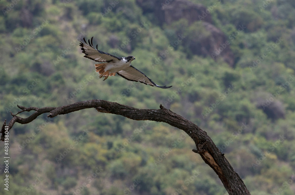 Fototapeta premium African wild life.