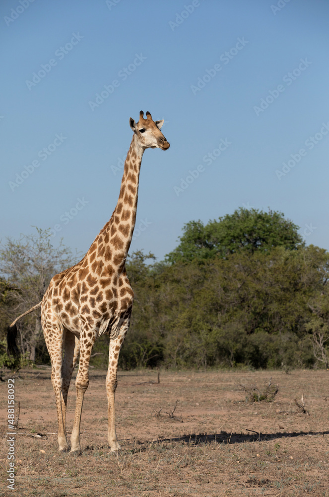 Obraz premium African wild life.