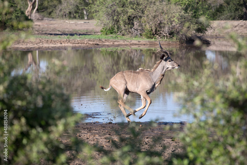 African wild life.