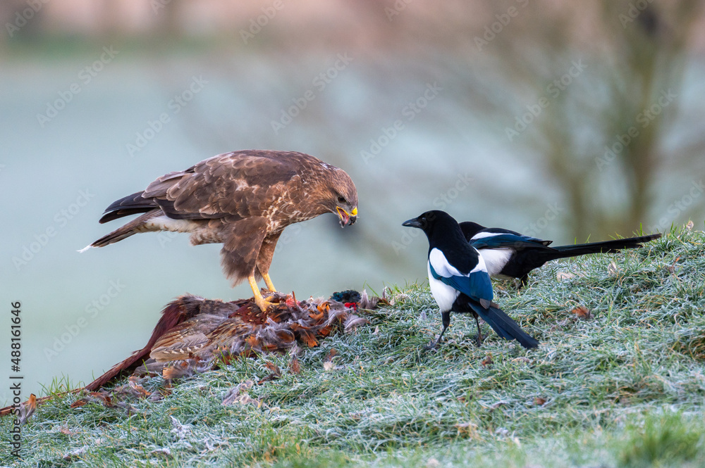 Obraz premium Buzzard (Buteo buteo) and magpies (Pica pica) interacting over prey on a frosty field
