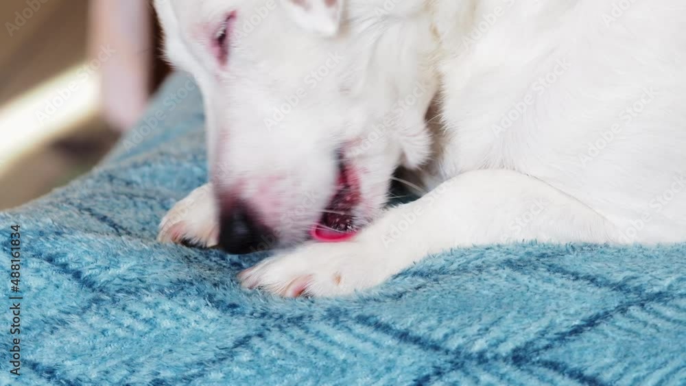 A white dog in the sunlight, lying on the couch and licking his paw. A white dog in the sunlight, lying on the couch and licking his paw.