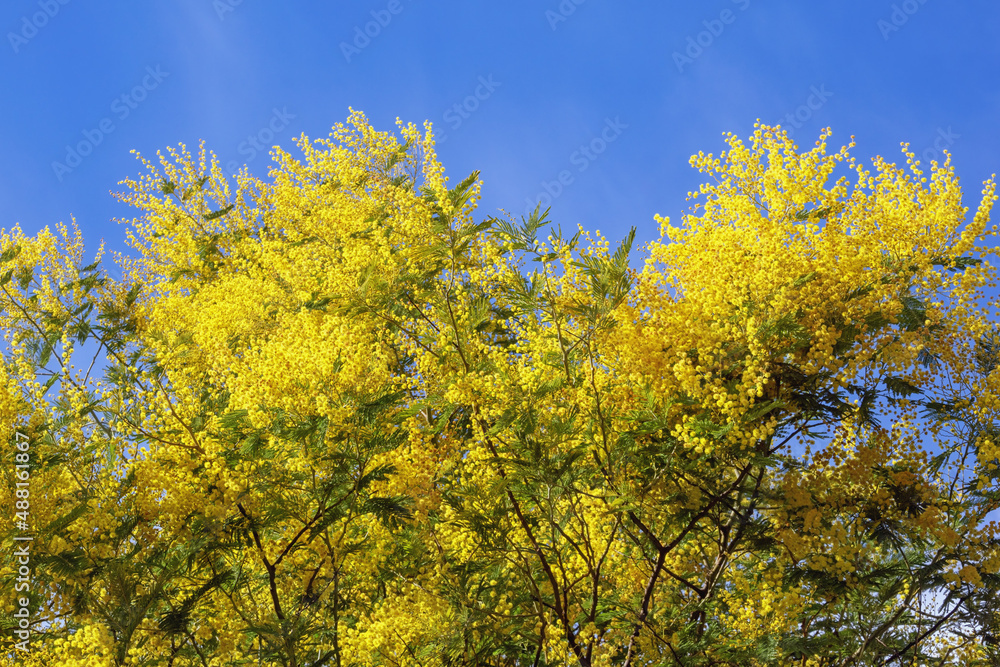 Branches of Acacia dealbata tree with bright yellow flowers against sky on sunny spring day Branches of Acacia dealbata tree with bright yellow flowers against sky on sunny spring day