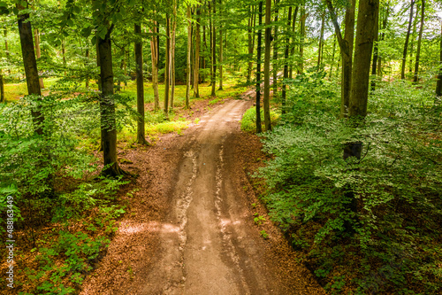 Summer forest and leafy footpath in Poland