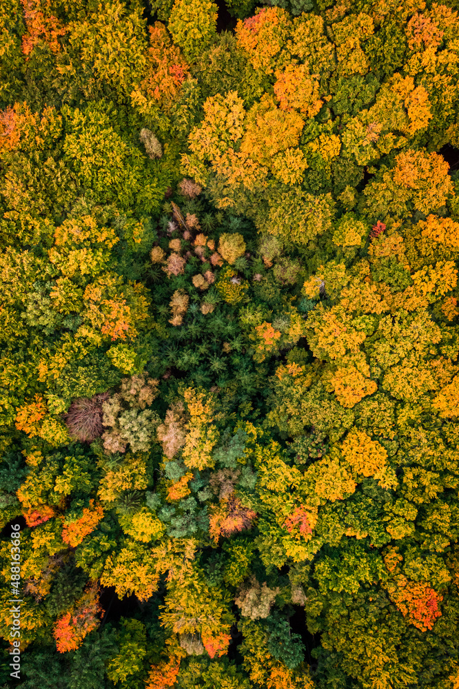 Stunning forest in the autumn. Aerial view of wildlife. Stunning forest in the autumn. Aerial view of wildlife.