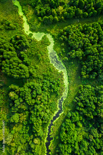 Stunning river and green algae in summer.