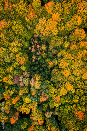 Stunning forest in the autumn. Aerial view of wildlife.