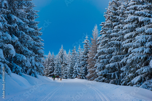 Winter forest © zmarcin