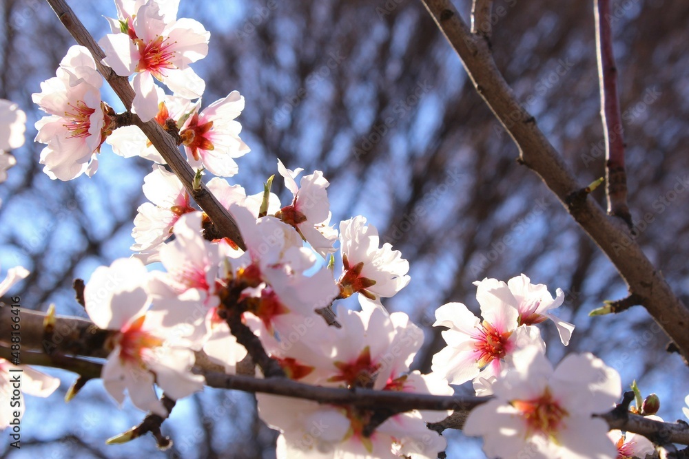Fototapeta premium Beautiful sunlight effect on blooming pink almond flowers branch. photo