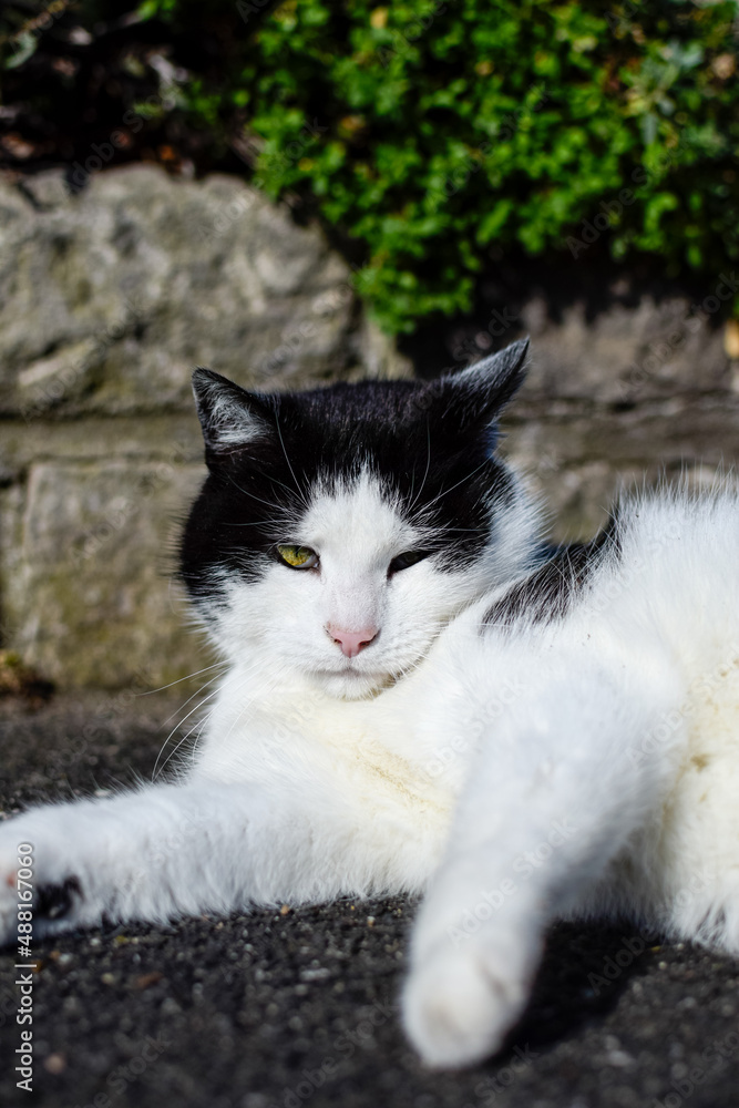 cat on the wall