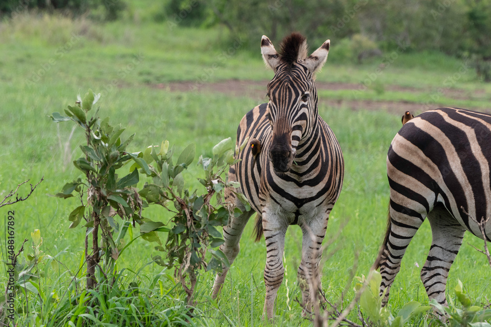 Fototapeta premium Zebra