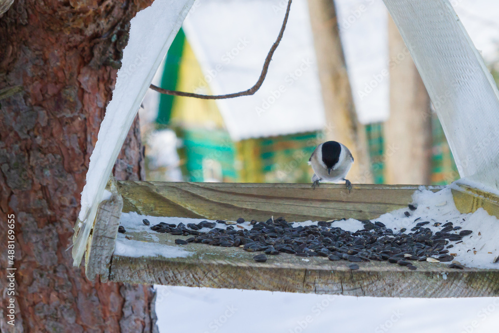 A bird feeder hangs on a tree in the village yard