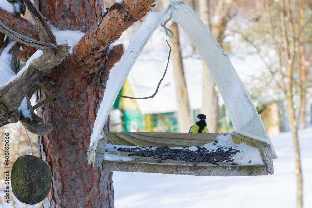 A bird feeder hangs on a tree in the village yard
