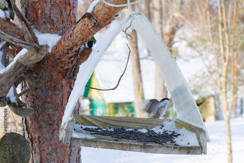 Obraz na płótnie A bird feeder hangs on a tree in the village yard w salonie