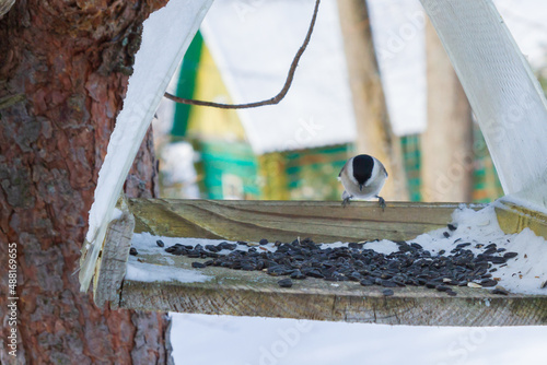 Obraz na płótnie A bird feeder hangs on a tree in the village yard w salonie