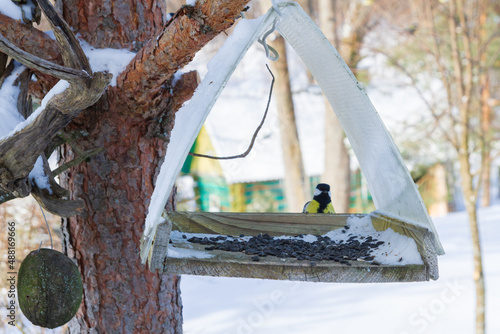 Obraz na płótnie A bird feeder hangs on a tree in the village yard w salonie